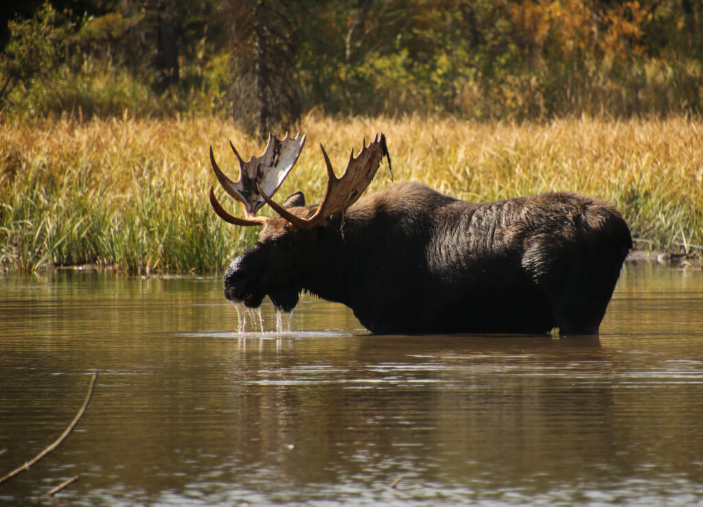 bull moose eating lake grasses