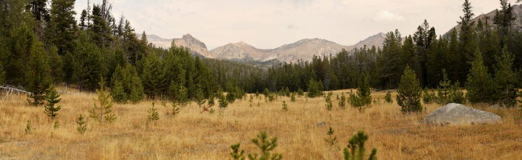 grassy meadow