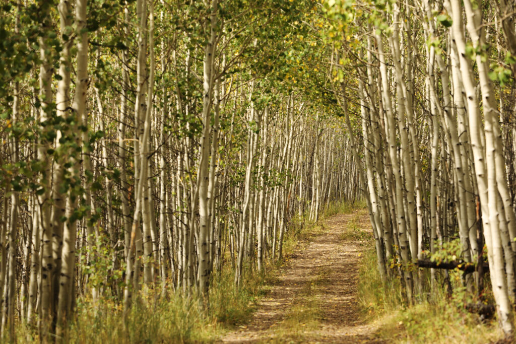 trail through white aspen trees