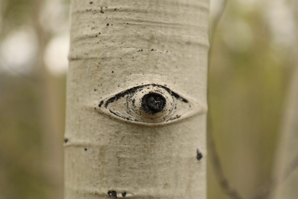 white tree