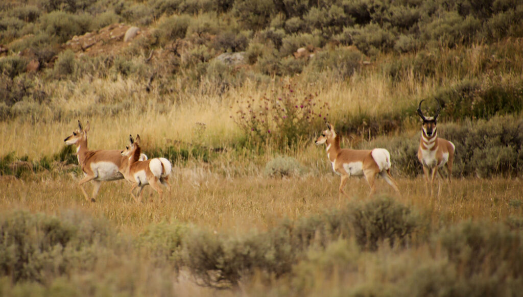 pronghorn antelope