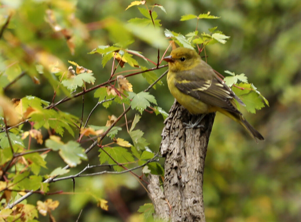 green finch on a branch