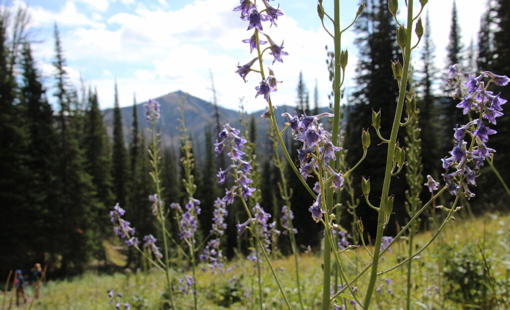 pasture and pine trees with mountains in hte distance