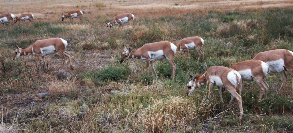 spikehorn deer herd