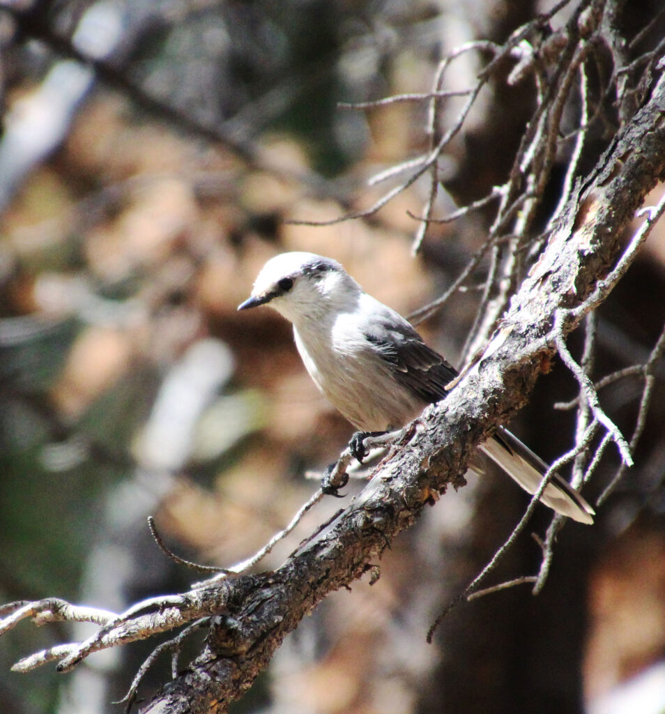 White bird on a branch