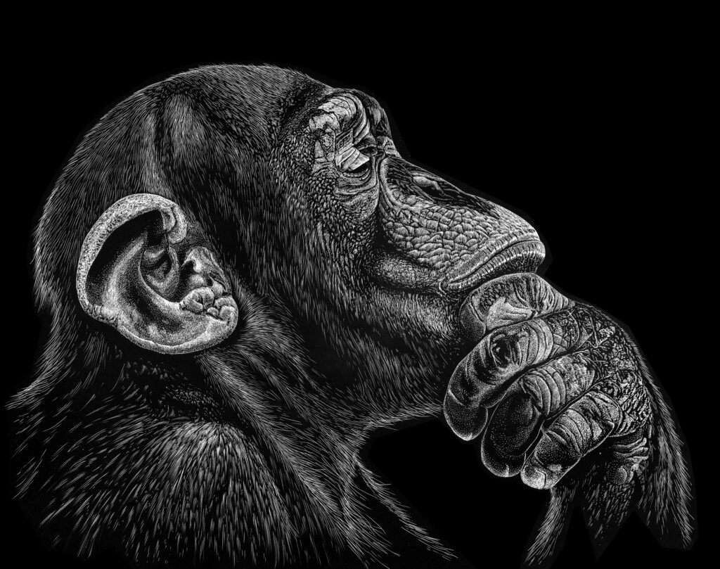 Illustration of a chimpanzee