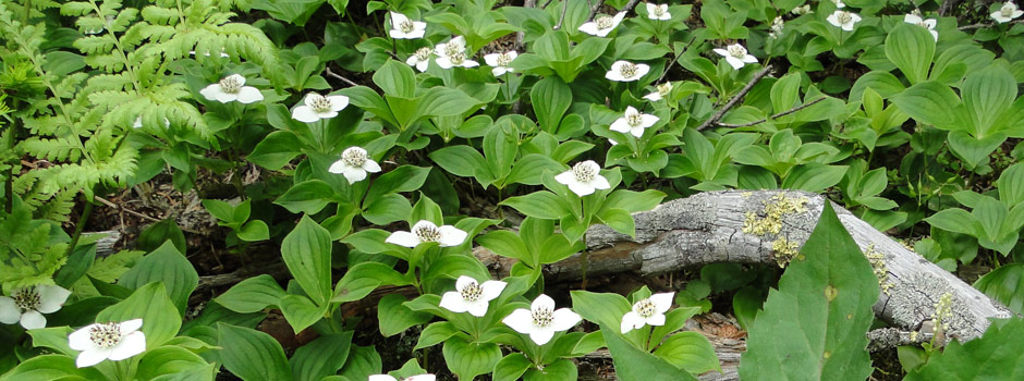 alpine flowers