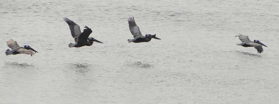 seagulls flying