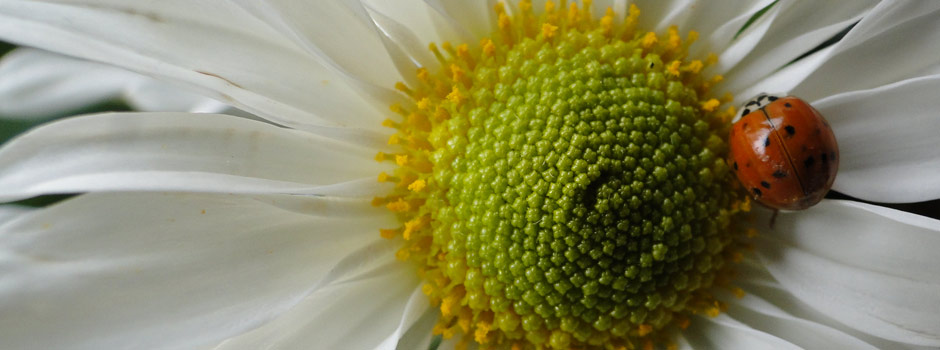 ladybug on a daisy