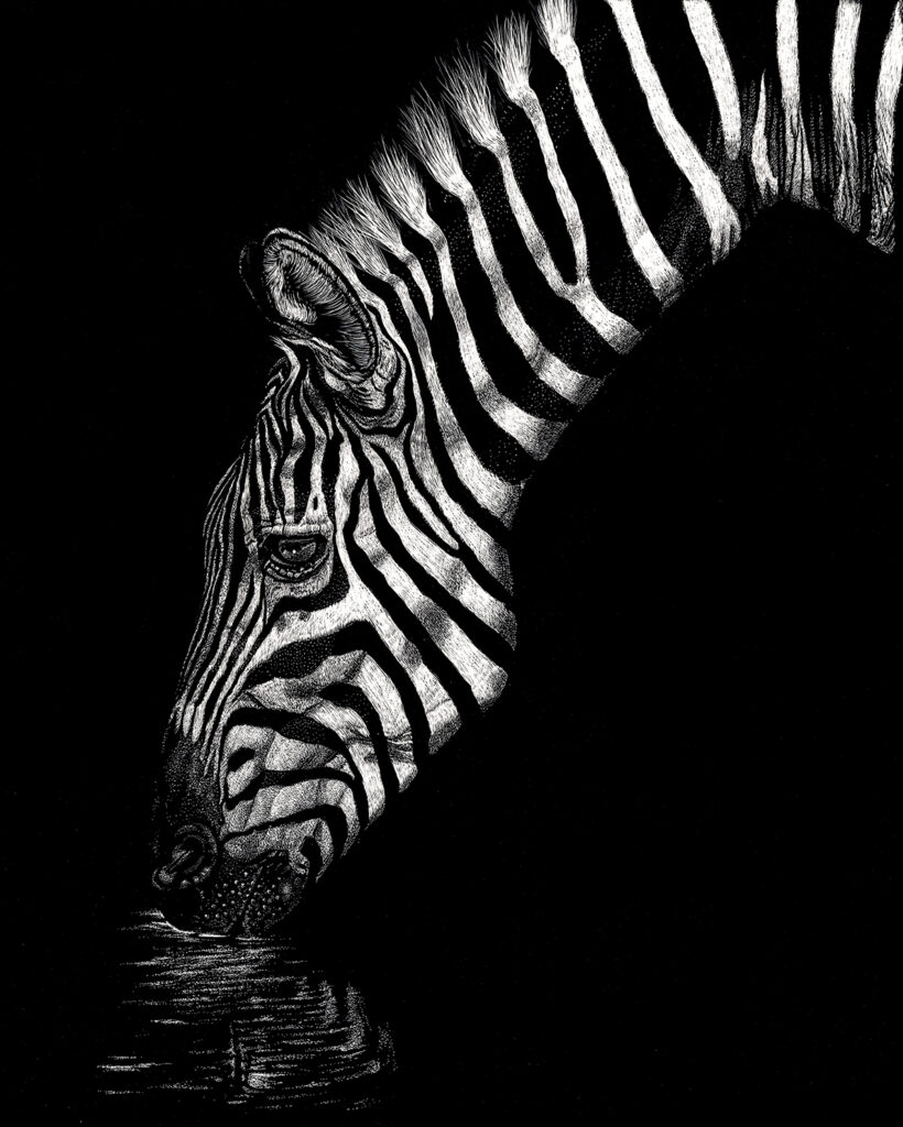 Illustration of a Zebra