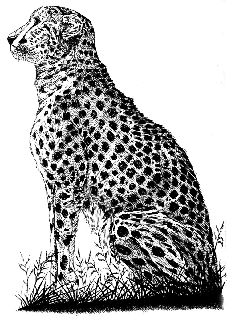 Cheetah