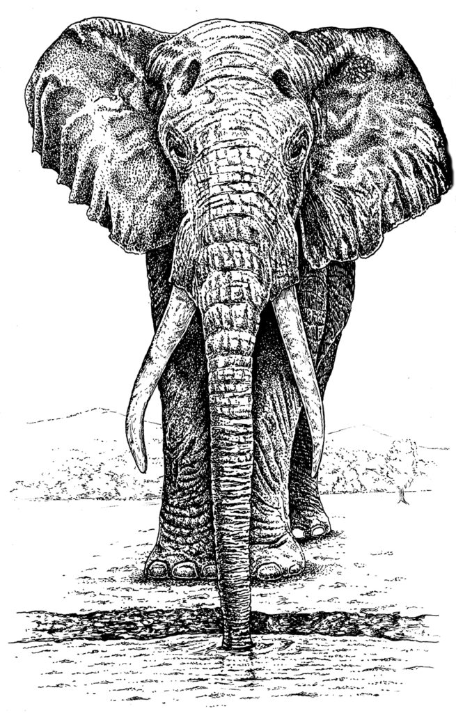 Elephant