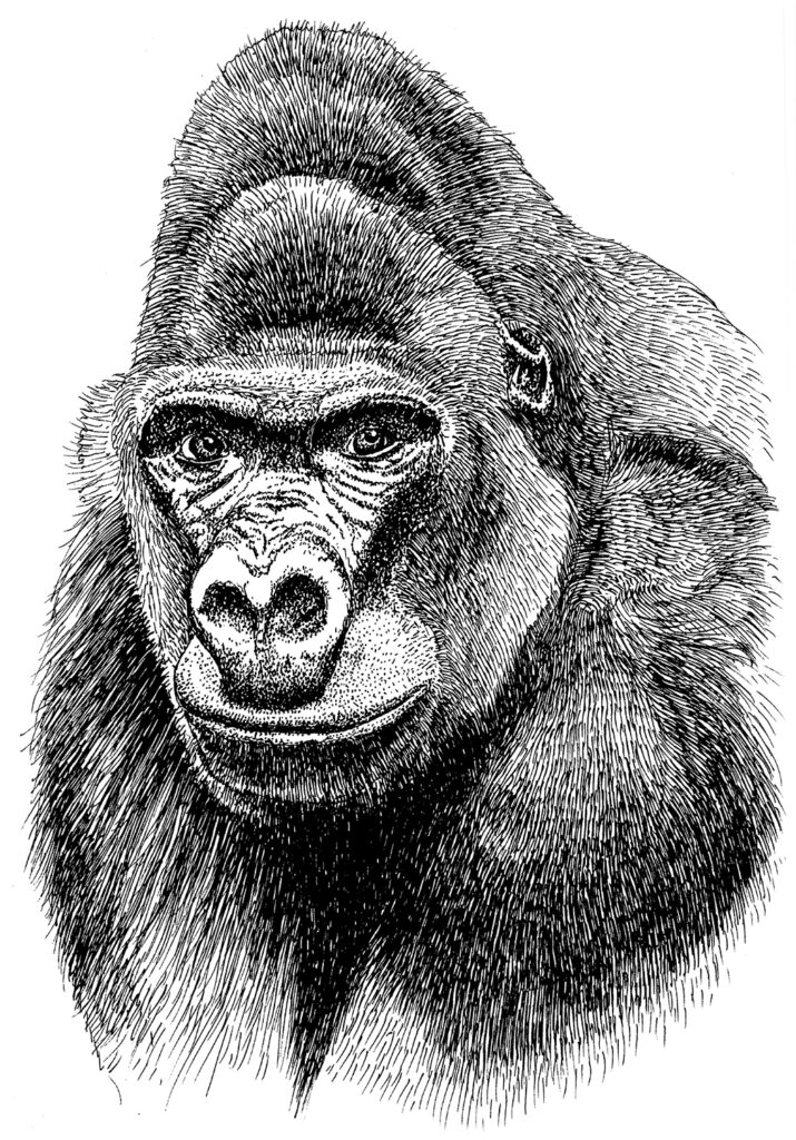 Gorilla