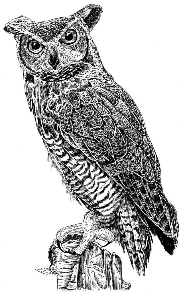 Owl