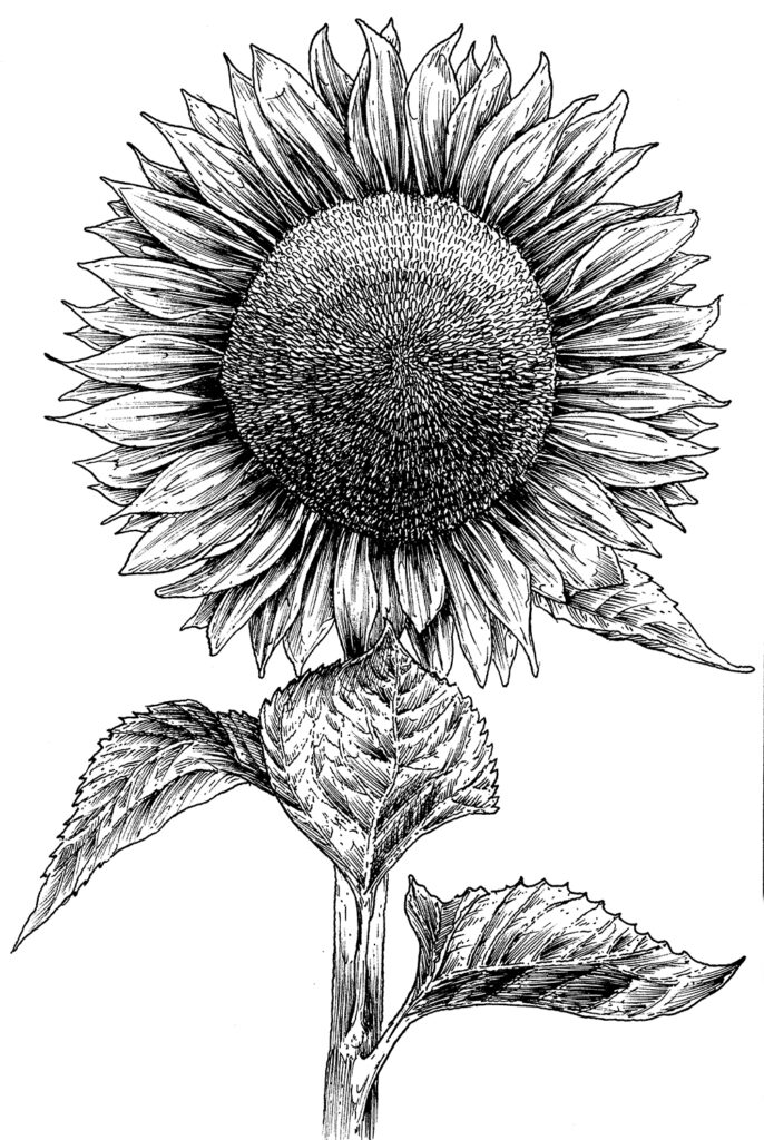 Sunflower